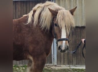 Kasztanowaty koń szwarcwaldzki Mix, Klacz, 6 lat, 158 cm, Ciemnokasztanowata