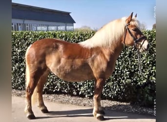 Kasztanowaty koń szwarcwaldzki, Klacz, 7 lat, 145 cm, Kasztanowata