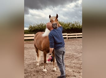 Kasztanowaty koń szwarcwaldzki, Klacz, 7 lat, 145 cm, Kasztanowata