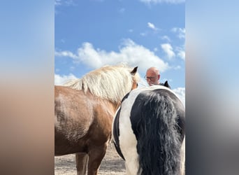 Kasztanowaty koń szwarcwaldzki, Klacz, 7 lat, 145 cm, Kasztanowata