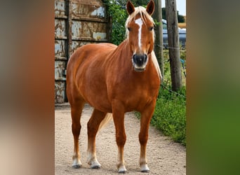 Kasztanowaty koń szwarcwaldzki, Klacz, 7 lat, 148 cm, Kasztanowata