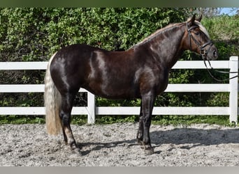 Kasztanowaty koń szwarcwaldzki, Klacz, 7 lat, 155 cm, Ciemnokasztanowata