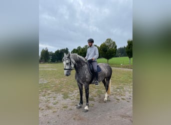 Kasztanowaty koń szwarcwaldzki Mix, Klacz, 8 lat, 158 cm, Siwa jabłkowita