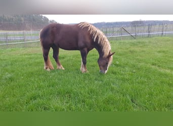 Kasztanowaty koń szwarcwaldzki, Klacz, 9 lat, 152 cm, Ciemnokasztanowata