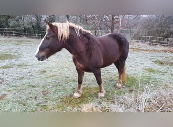 Kasztanowaty koń szwarcwaldzki, Klacz, 9 lat, 152 cm, Ciemnokasztanowata