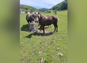 Kasztanowaty koń szwarcwaldzki, Ogier, 1 Rok, 133 cm, Ciemnokasztanowata