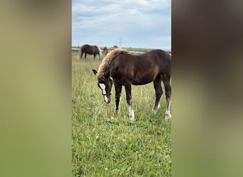 Kasztanowaty koń szwarcwaldzki, Ogier, 1 Rok, Ciemnokasztanowata