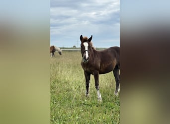 Kasztanowaty koń szwarcwaldzki, Ogier, 1 Rok, Ciemnokasztanowata