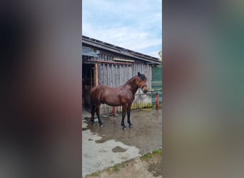 Kasztanowaty koń szwarcwaldzki, Ogier, 1 Rok, Gniada