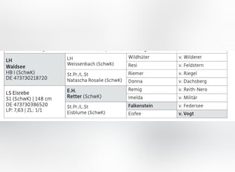 Kasztanowaty koń szwarcwaldzki, Ogier, 1 Rok, Kasztanowata