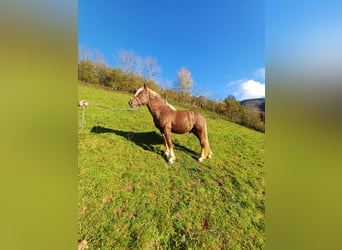 Kasztanowaty koń szwarcwaldzki, Ogier, 2 lat, 148 cm, Ciemnokasztanowata