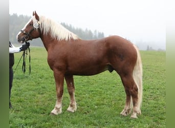 Kasztanowaty koń szwarcwaldzki, Ogier, 2 lat, 152 cm, Ciemnokasztanowata