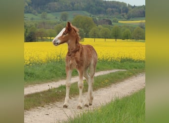 Kasztanowaty koń szwarcwaldzki, Ogier, Źrebak (04/2024), 155 cm, Ciemnokasztanowata