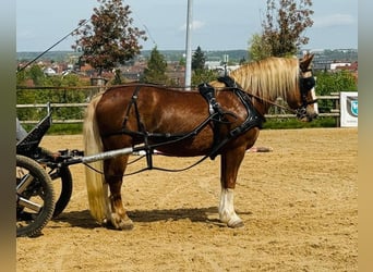Kasztanowaty koń szwarcwaldzki, Ogier, Źrebak (04/2024), 156 cm