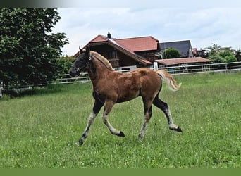 Kasztanowaty koń szwarcwaldzki, Ogier, Źrebak (03/2024), Ciemnokasztanowata