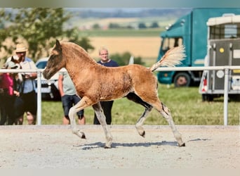 Kasztanowaty koń szwarcwaldzki, Ogier, Źrebak (03/2026), Ciemnokasztanowata