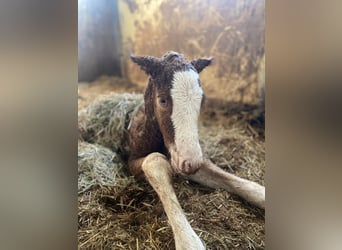 Kasztanowaty koń szwarcwaldzki, Ogier, , Ciemnokasztanowata