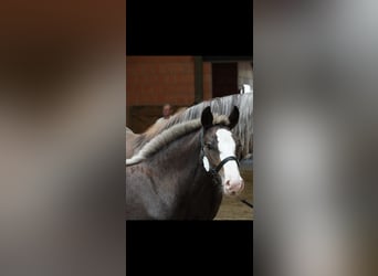 Kasztanowaty koń szwarcwaldzki, Ogier, Źrebak (04/2025), Ciemnokasztanowata