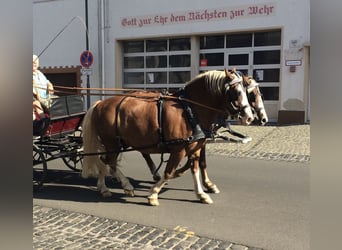 Kasztanowaty koń szwarcwaldzki, Wałach, 19 lat, Kasztanowata