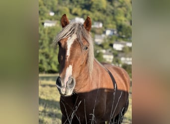 Kasztanowaty koń szwarcwaldzki Mix, Wałach, 3 lat, 143 cm, Ciemnokasztanowata