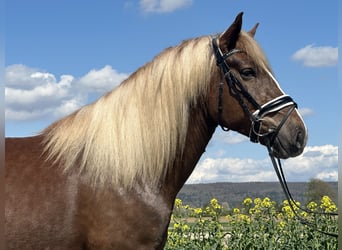 Kasztanowaty koń szwarcwaldzki, Wałach, 3 lat, 155 cm, Ciemnokasztanowata