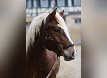 Kasztanowaty koń szwarcwaldzki, Wałach, 3 lat, Ciemnokasztanowata