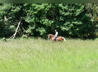 Kasztanowaty koń szwarcwaldzki, Wałach, 4 lat, 149 cm, Ciemnokasztanowata