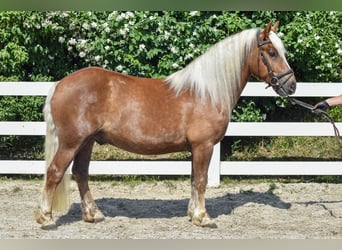 Kasztanowaty koń szwarcwaldzki, Wałach, 4 lat, 149 cm, Ciemnokasztanowata