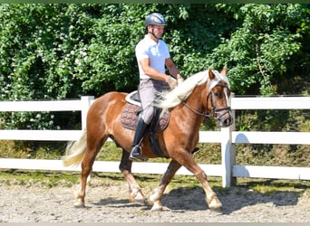 Kasztanowaty koń szwarcwaldzki, Wałach, 4 lat, 149 cm, Ciemnokasztanowata