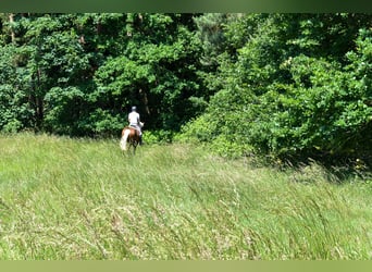 Kasztanowaty koń szwarcwaldzki, Wałach, 4 lat, 149 cm, Ciemnokasztanowata