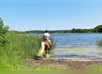 Kasztanowaty koń szwarcwaldzki, Wałach, 4 lat, 149 cm, Ciemnokasztanowata
