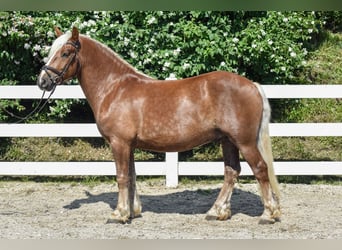 Kasztanowaty koń szwarcwaldzki, Wałach, 4 lat, 149 cm, Ciemnokasztanowata