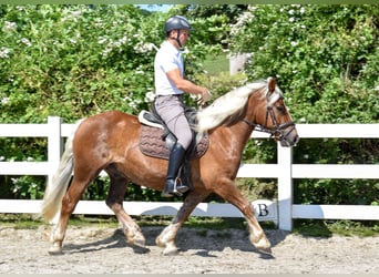 Kasztanowaty koń szwarcwaldzki, Wałach, 4 lat, 149 cm, Ciemnokasztanowata