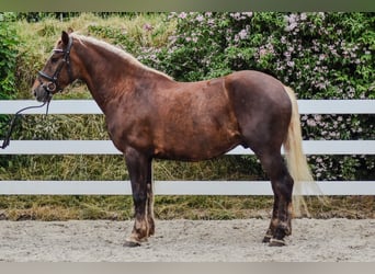 Kasztanowaty koń szwarcwaldzki, Wałach, 4 lat, 153 cm, Ciemnokasztanowata