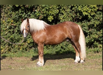 Kasztanowaty koń szwarcwaldzki, Wałach, 4 lat, 155 cm, Ciemnokasztanowata