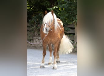 Kasztanowaty koń szwarcwaldzki, Wałach, 4 lat, 155 cm, Ciemnokasztanowata
