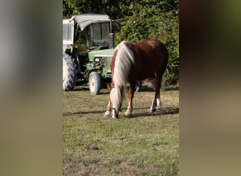 Kasztanowaty koń szwarcwaldzki, Wałach, 4 lat, 155 cm, Ciemnokasztanowata
