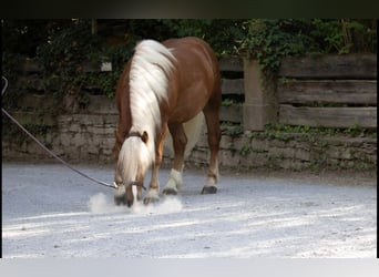 Kasztanowaty koń szwarcwaldzki, Wałach, 4 lat, 155 cm, Ciemnokasztanowata