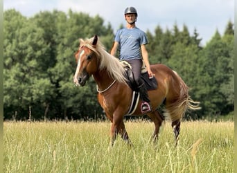 Kasztanowaty koń szwarcwaldzki Mix, Wałach, 6 lat, 160 cm, Kasztanowata