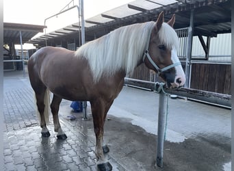 Kasztanowaty koń szwarcwaldzki, Wałach, 7 lat, 160 cm, Kasztanowata