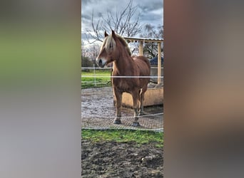 Kasztanowaty koń szwarcwaldzki, Wałach, 8 lat, 155 cm, Kasztanowata