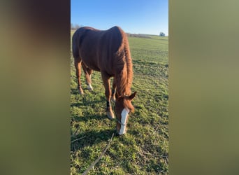 Kasztanowaty koń szwarcwaldzki, Wałach, 10 lat, 170 cm, Kasztanowata