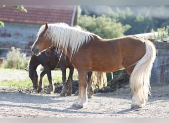 Kasztanowaty koń szwarcwaldzki, Wałach, 11 lat, 150 cm, Kasztanowata