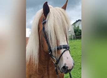 Kasztanowaty koń szwarcwaldzki, Wałach, 12 lat, 155 cm, Ciemnokasztanowata