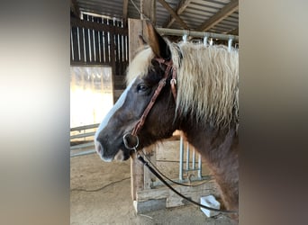 Kasztanowaty koń szwarcwaldzki, Wałach, 13 lat, 155 cm, Ciemnokasztanowata