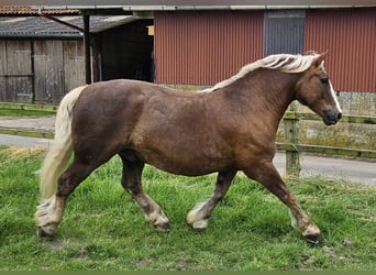Kasztanowaty koń szwarcwaldzki, Wałach, 13 lat, 156 cm, Ciemnokasztanowata