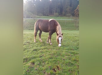 Kasztanowaty koń szwarcwaldzki, Wałach, 3 lat, 150 cm, Ciemnokasztanowata