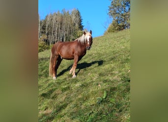 Kasztanowaty koń szwarcwaldzki, Wałach, 3 lat, 150 cm, Ciemnokasztanowata