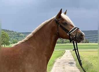 Kasztanowaty koń szwarcwaldzki, Wałach, 3 lat, 157 cm, Kasztanowata