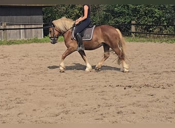 Kasztanowaty koń szwarcwaldzki, Wałach, 4 lat, 148 cm, Kasztanowata